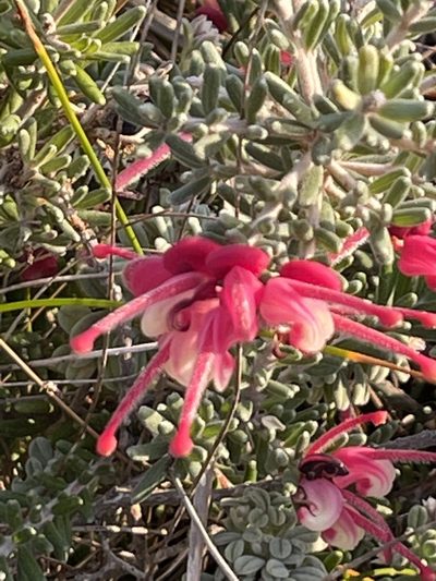 Grevillea lanigera, photographed by libby hepburn