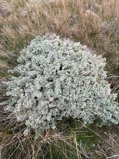 Zieria littoralis, photographed by libby hepburn
