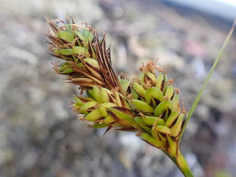 Carex buxbaumii, photographed by Trevor Van Loon