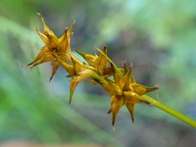 Carex echinata, photographed by Trevor Van Loon