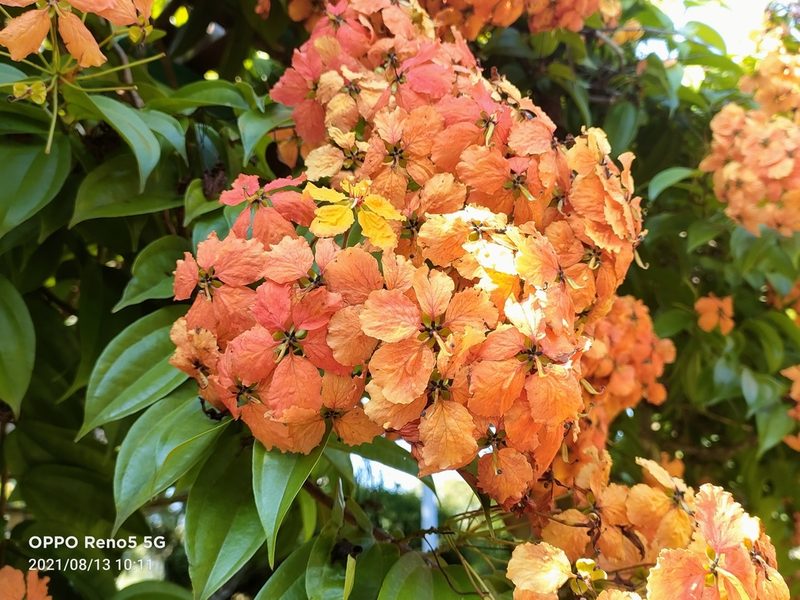 Phanera kockiana, photographed by Ong Jyh Seng