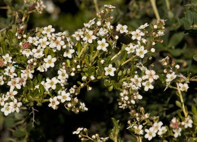 Escallonia virgata, photographed by Nicolas Olejnik