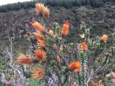 Chuquiraga jussieui, photographed by anguspritchard