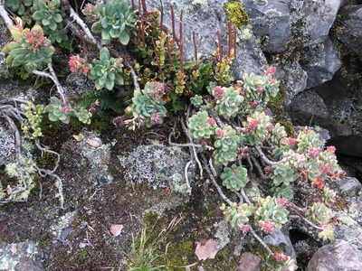 Echeveria quitensis, photographed by anguspritchard