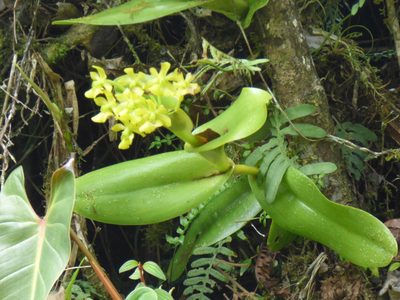 Epidendrum hardingiae, photographed by Daniel van der Post