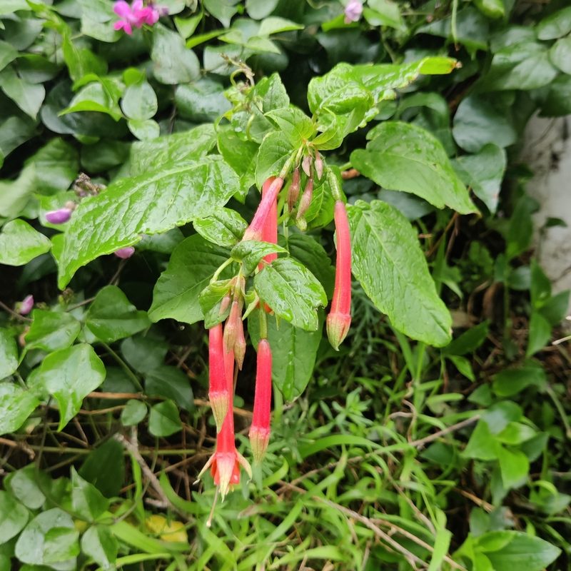 Fuchsia fulgens, photographed by Joe Dillon