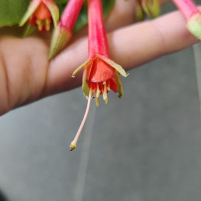 Fuchsia fulgens, photographed by Joe Dillon
