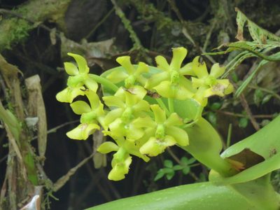 Epidendrum hardingiae, photographed by Daniel van der Post