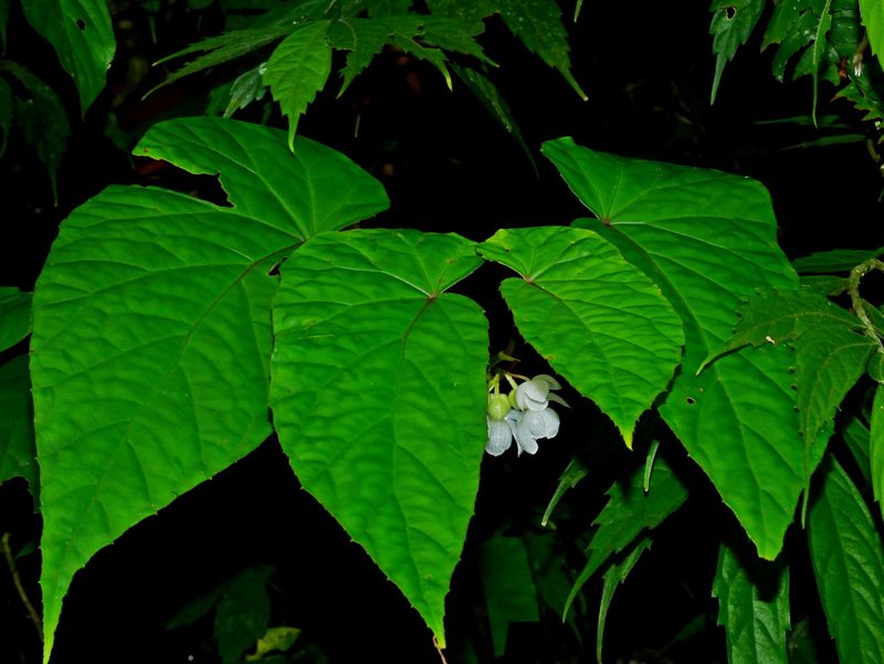 Begonia longifolia, photographed by Jacy Chen