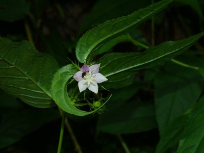 Cyclocodon axillaris, photographed by Jacy Chen