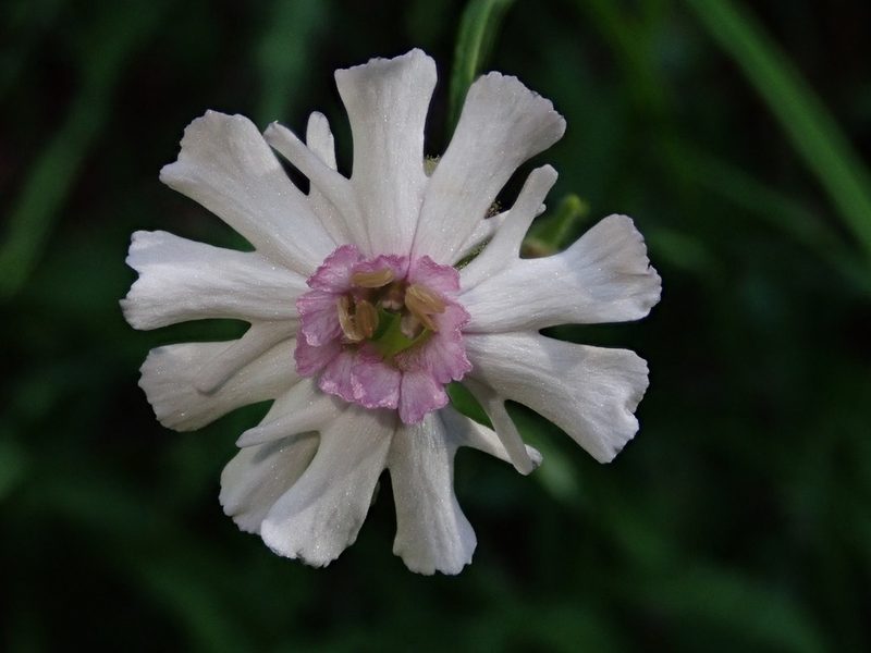 Silene parryi, photographed by Nolan Exe