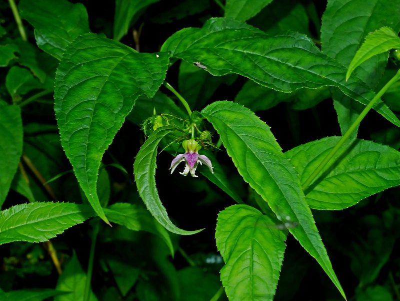 Cyclocodon axillaris, photographed by Jacy Chen