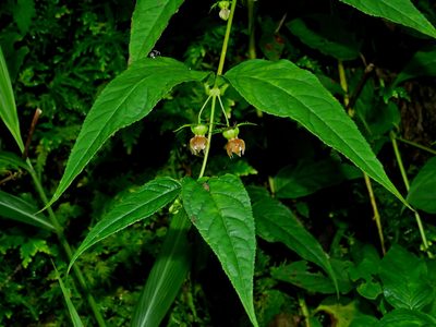 Cyclocodon axillaris, photographed by Jacy Chen