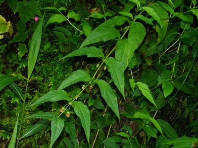 Cyclocodon axillaris, photographed by Jacy Chen