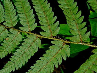 Polystichum scariosum, photographed by Jacy Chen