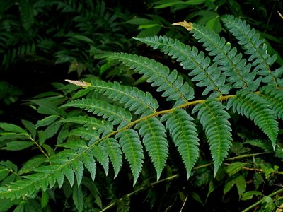 Polystichum scariosum, photographed by Jacy Chen