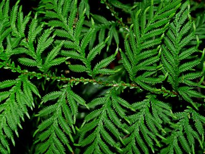 Selaginella delicatula, photographed by Jacy Chen