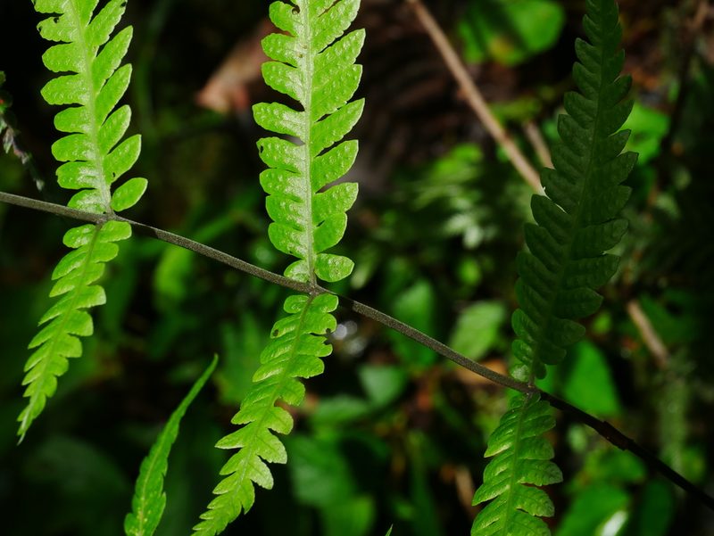 Metathelypteris adscendens, photographed by Jacy Chen