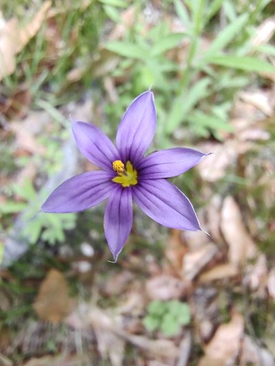 Sisyrinchium demissum, photographed by Abraham Sánchez Romero