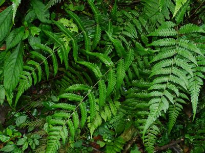 Metathelypteris adscendens, photographed by Jacy Chen