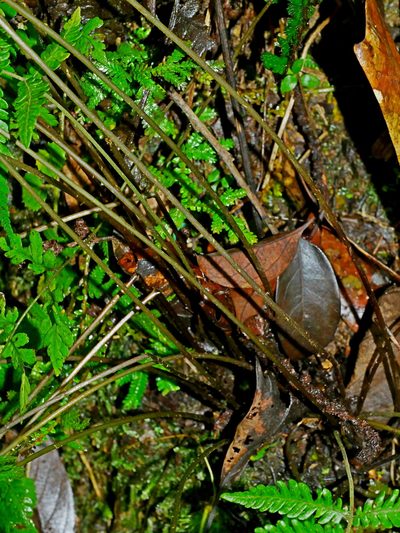Metathelypteris adscendens, photographed by Jacy Chen