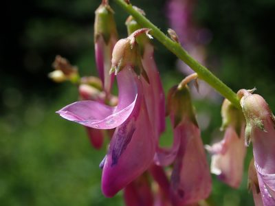 Hedysarum occidentale, photographed by Nolan Exe