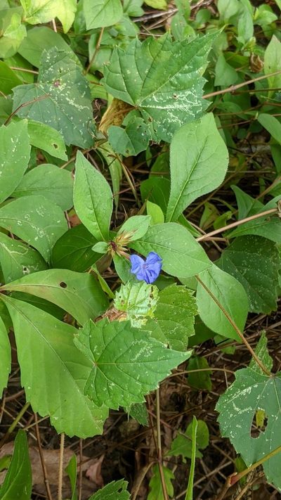 Ceratostigma plumbaginoides, photographed by My-Lan Le