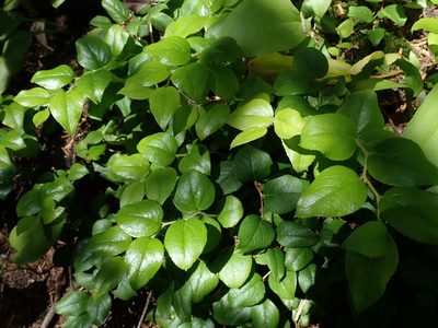 Gaultheria ovatifolia, photographed by Nolan Exe