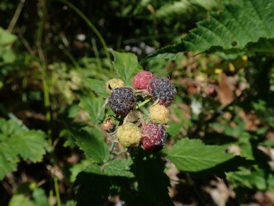 Rubus leucodermis, photographed by Nolan Exe