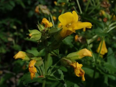 Erythranthe decora