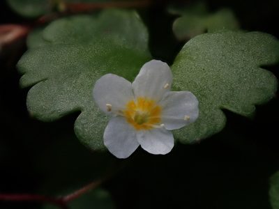 Romanzoffia sitchensis, photographed by Nolan Exe