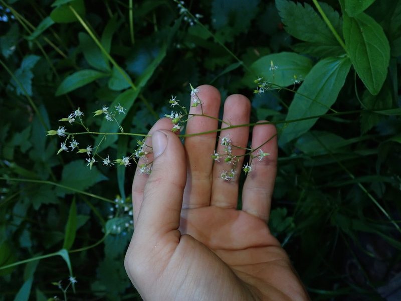 Micranthes odontoloma, photographed by Nolan Exe