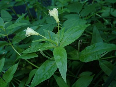 Epilobium luteum, photographed by Nolan Exe