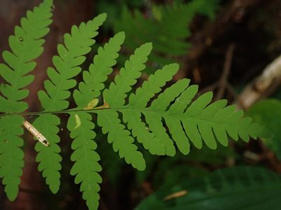 Gymnocarpium disjunctum, photographed by Nolan Exe