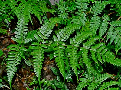 Dryopteris sparsa, photographed by Jacy Chen