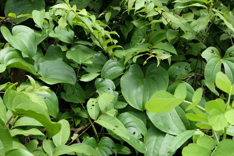 Dioscorea wallichii, photographed by Dinesh Valke