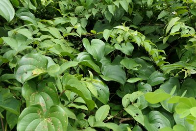 Dioscorea wallichii, photographed by Dinesh Valke