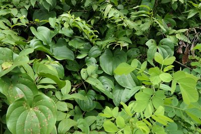 Dioscorea wallichii, photographed by Dinesh Valke