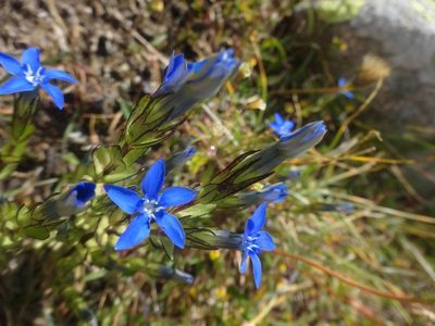 Gentiana nivalis, photographed by Ben Costamagna