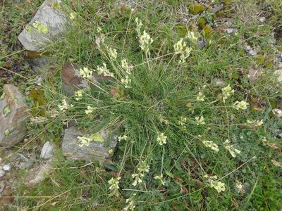 Oxytropis campestris, photographed by Ben Costamagna
