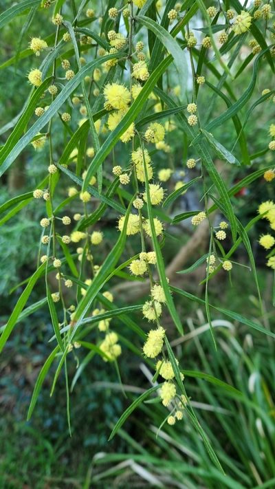 Acacia stictophylla, photographed by ianrainbow