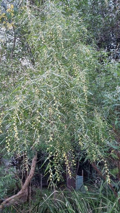 Acacia stictophylla, photographed by ianrainbow