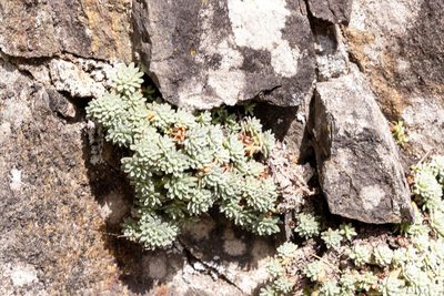 Androsace argentea, photographed by Drepanostoma