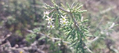 Asparagus capensis, photographed by sharndreheuvel