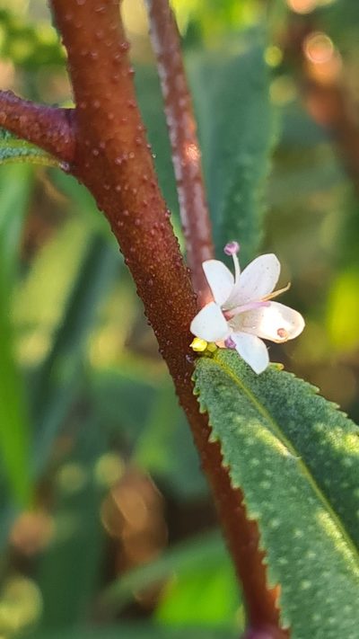 Myoporum bateae, photographed by Vale Jenny Conolly