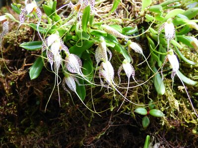 Masdevallia picturata, photographed by Daniel van der Post