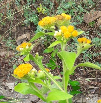 Inula thapsoides, photographed by Виктория Билоус
