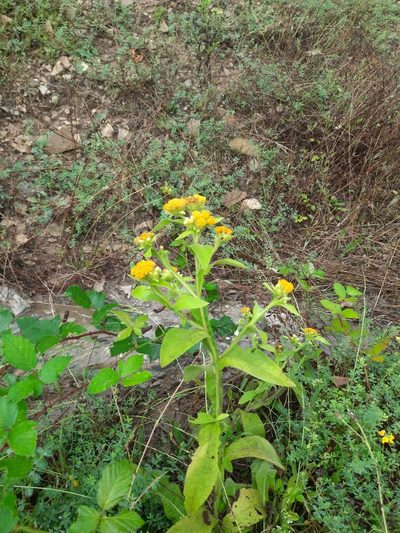 Inula thapsoides, photographed by Виктория Билоус