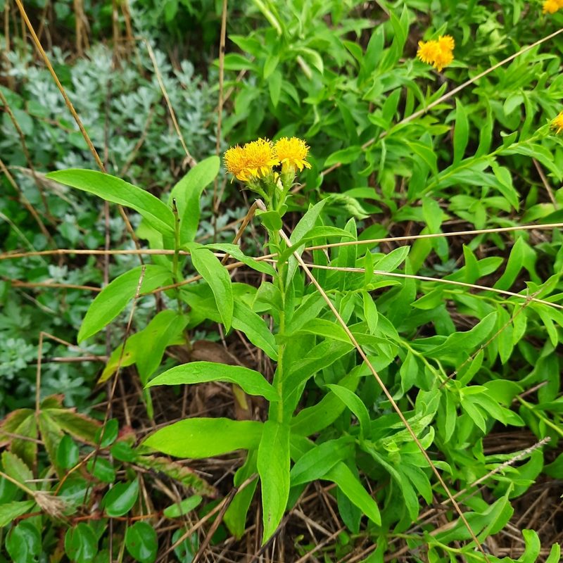 Pentanema germanicum, photographed by Виктория Билоус