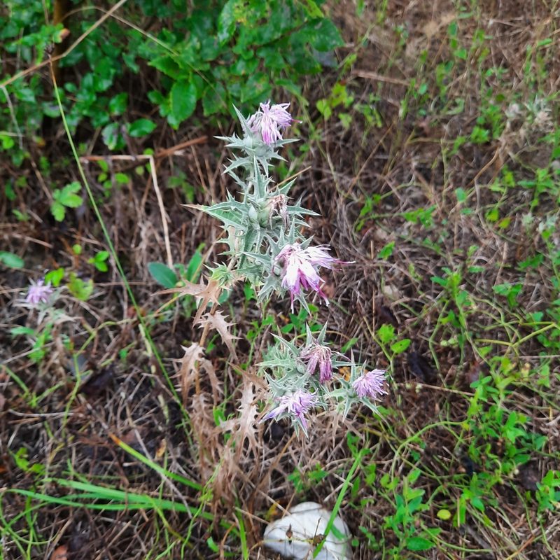 Carthamus glaucus, photographed by Виктория Билоус